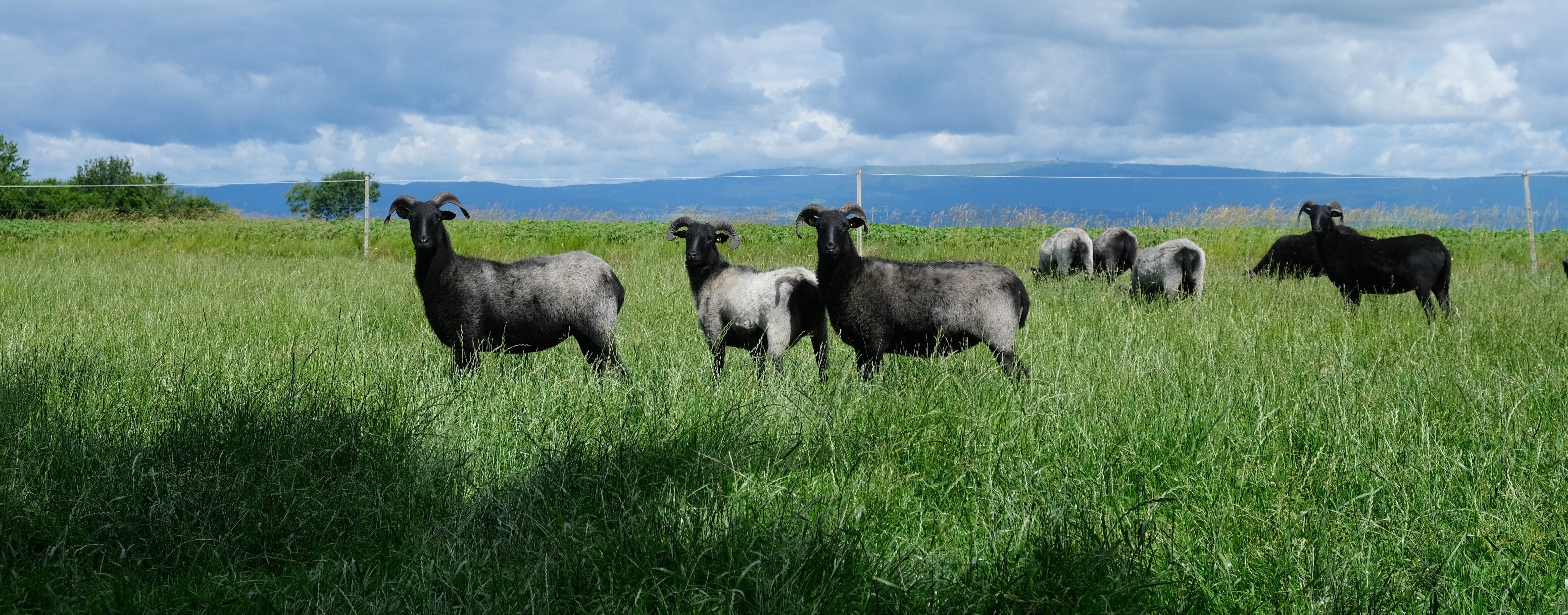 Hero